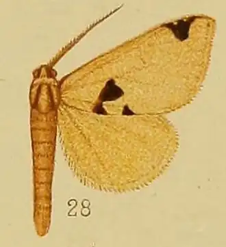 Marcipa pyramidalis