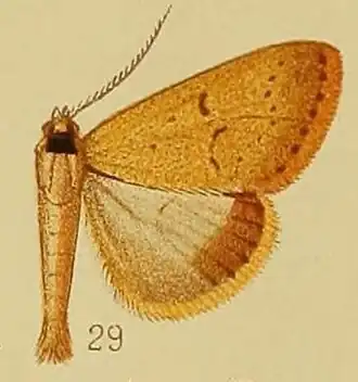 Plecoptera aspila