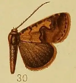 Baniana culminifera