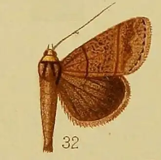 Plecoptera melalepis