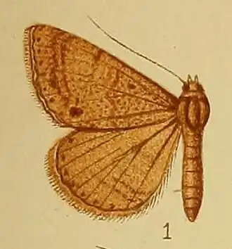 Plecoptera grisea