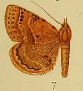 Maxera atripunctata