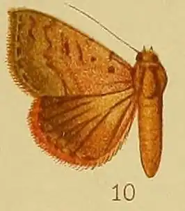 Antarchaea haemaceps
