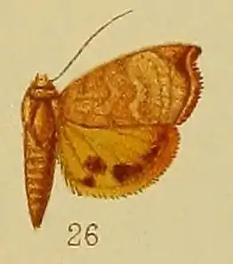 Hyblaea xanthia
