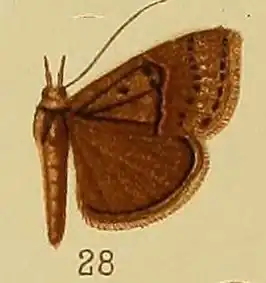 Hypena verticalis