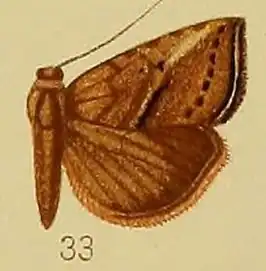 Rhynchina crassisquamata