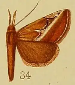 Rhynchina leucodonta