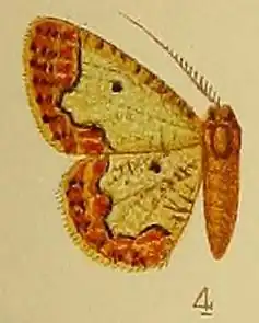 Zamarada scintillans