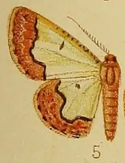 Zamarada flavicaput
