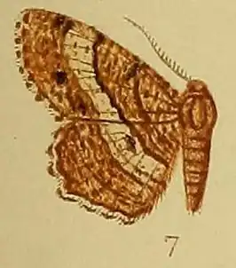 Chiasmia curvifascia