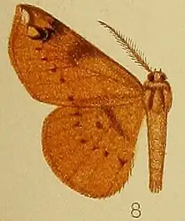 Geolyces flavimacula