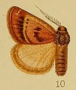 Susica pyrocausta