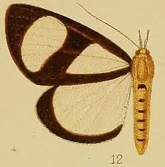 Phaegorista xanthosoma