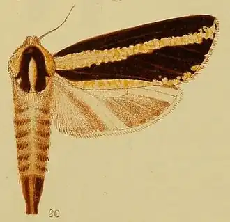 Azygophleps atrifasciata