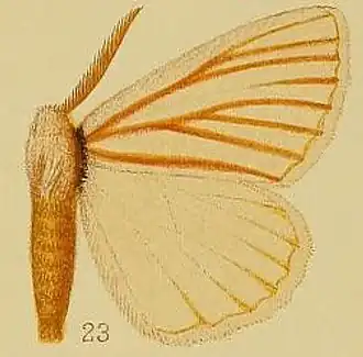 Phiala nigrolineata
