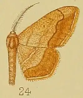 Scopula curvimargo