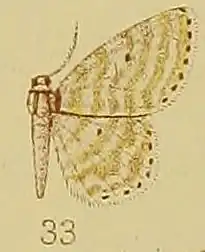 Scopula quadrifasciata