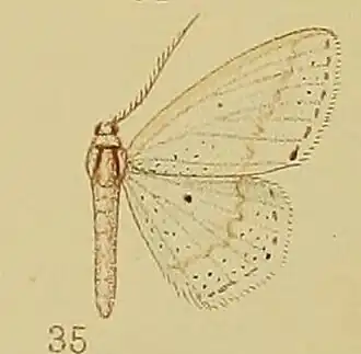 Scopula argyroleuca