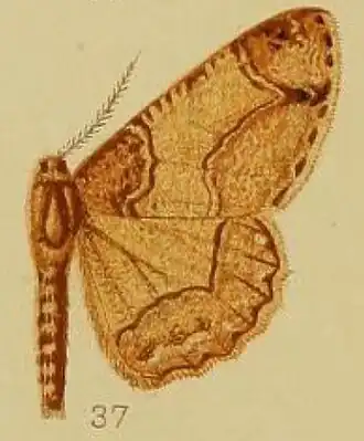 Colocleora divisaria