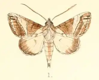 Risoba vialis