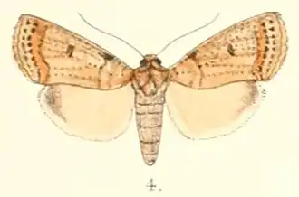 Kerala multipunctata