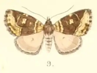 Deltote cidarioides
