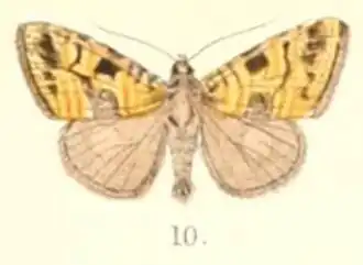 Deltote aurata