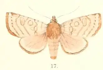 Hermonassa sinuata