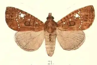 Feliniopsis leucostigma