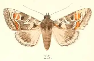 Euplexia sinuata