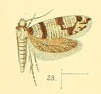 Barbaroscardia fasciata