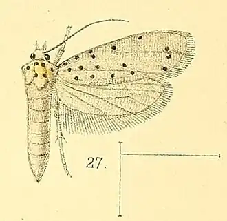 Yponomeuta puncticornis