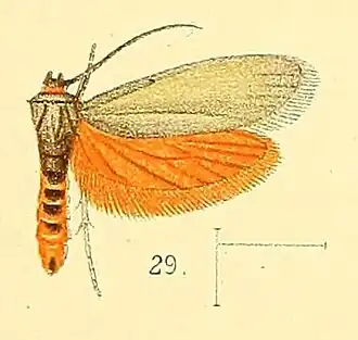 Gymnogramma