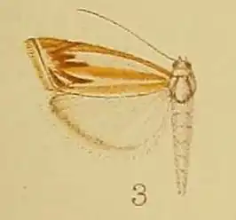 Classeya argyrodonta