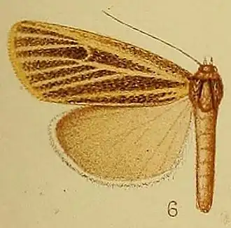 Charltona plurivittalis