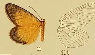 Thermochrous fumicincta