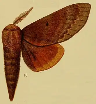 Gonometa griseocincta