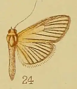 Lygropia atrinervalis