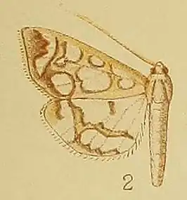 Polythlipta camptozona
