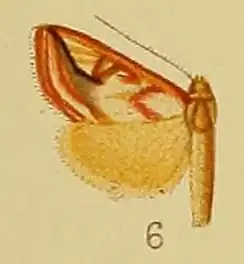 Loxostege argyrostacta