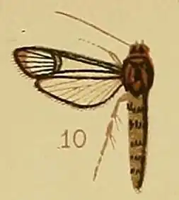 Synanthedon cyanescens