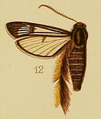Melittia auriplumia