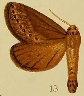 Eudalaca