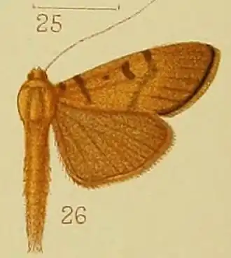 Syllepte glebalis
