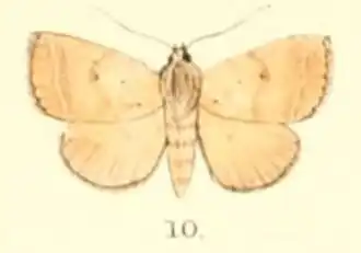 Plecoptera uniformis