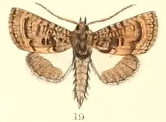 Catephia dentifera