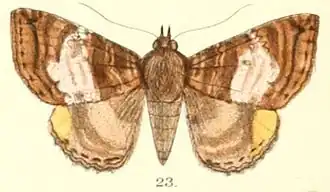 Daddala quadrisignata