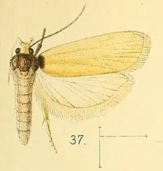 Odites carterella