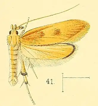 Timyra extranea