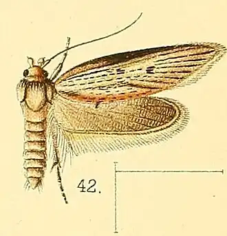 Procometis acutipennis